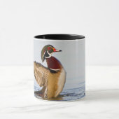 Mug Wood Duck mal flapping wings in wetland (Centre)