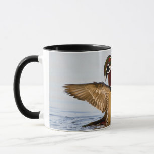 Mug Wood Duck mal flapping wings in wetland