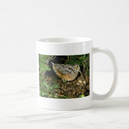 Mug Woodcock américain avec des oeufs (Droite)