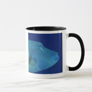 Mug Wrasse 2 de Humphead