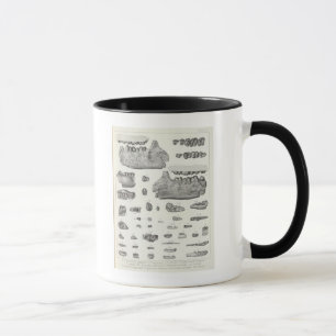 Mug XLV Phenacodus, Opisthotomus, Hyopsodus