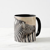 Mug Zèbres de Burchell faisant du jeu de combat (Devant droit)