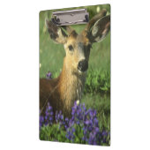 Muildier, Odocoileus hemionus Klembord (Links)