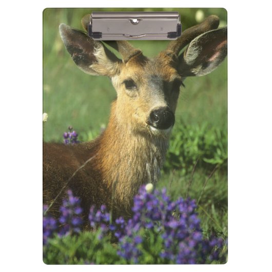 Muildier, Odocoileus hemionus Klembord (Voorkant)