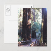 Muir Bossen Briefkaart (Voorkant / Achterkant)