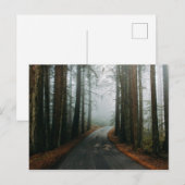 Muir Bossen National Monument (Mill Valley, VS) Briefkaart (Voorkant / Achterkant)