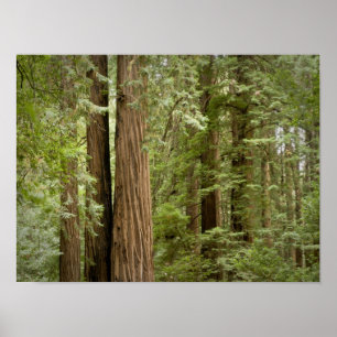 Muir Bossen National Monument (Northern) Poster