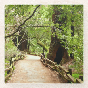 Muir Bossen Path II Natuur Fotografie Glazen Onderzetter