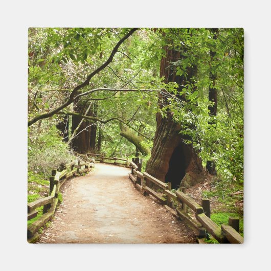 Muir Bossen Path II Natuur Fotografie Magneet (Voorkant)