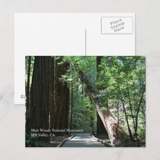 Muir Bossen Post Card Briefkaart (Voorkant / Achterkant)