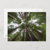 Muir Bossen sky uitzicht Briefkaart (Voorkant / Achterkant)