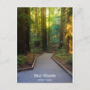 Muir Bossen Walkway Nederland Producten Briefkaart