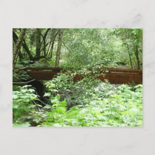 Muir Woods Brug I Briefkaart