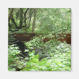 Muir Woods Brug I Magneet