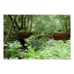 Muir Woods Brug I Perfect Poster