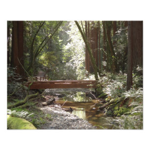 Muir Woods Brug II Foto Afdruk