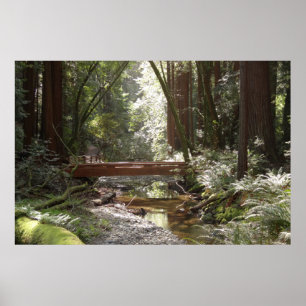 Muir Woods Brug II Poster