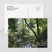 Muir Woods, carte postale (Devant / Derrière)