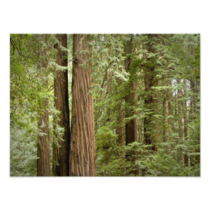 Muir Woods National Monument, Noordelijk Foto Afdruk