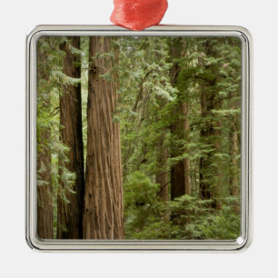 Muir Woods National Monument, Noordelijk Metalen Ornament