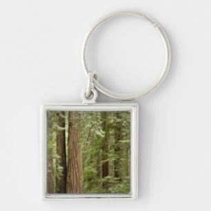 Muir Woods National Monument, Noordelijk Sleutelhanger