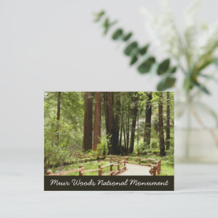 Muir Woods Pad I Natuurfotografie Briefkaart