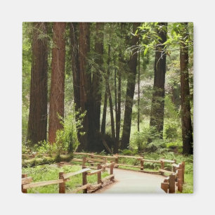 Muir Woods Pad I Natuurfotografie Magneet