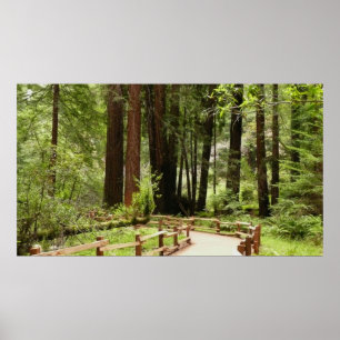 Muir Woods Pad I Natuurfotografie Poster
