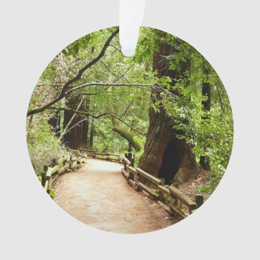 Muir Woods Path II Nature Photography (devant)