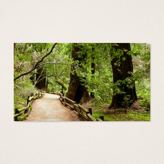Muir Woods Path II Nature Photography (Dos)