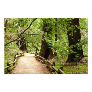 Muir Woods Path II Natuurfotografie Foto Afdruk
