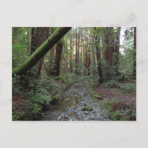 Muir Woods Stroom Bos Landschap Briefkaart