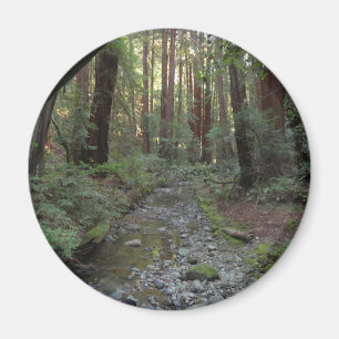 Muir Woods Stroom Bos Landschap Magneet
