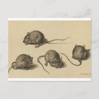muis-clipart-2 briefkaart
