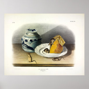 Muis, House Mouse, Mus Musculus, Audubon Poster