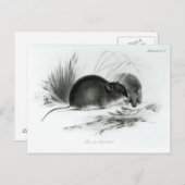 Muis, Tierra del Fuego, Zuid-Amerika c.1832-36 Briefkaart (Voorkant / Achterkant)