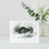 Muis, Tierra del Fuego, Zuid-Amerika c.1832-36 Briefkaart (Staand voorkant)