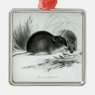 Muis, Tierra del Fuego, Zuid-Amerika c.1832-36 Metalen Ornament