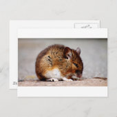 Muisafdrukken Briefkaart (Voorkant / Achterkant)