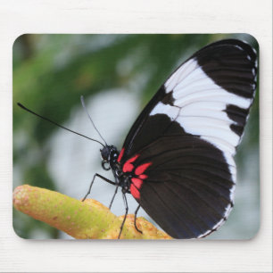 Muismat/Doris Longwing Butterfly Muismat