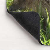 Muismat egel (Hoek)