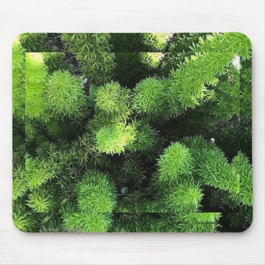 Muismat Green Fern (Voorkant)