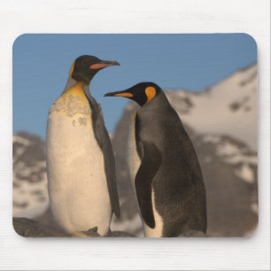 Muismat King Penguin