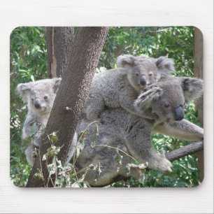Muismat Koala en twee baby's foto Australië