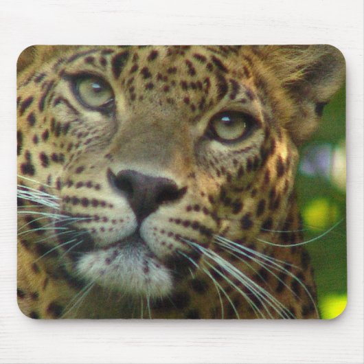 Muismat leopard (Voorkant)