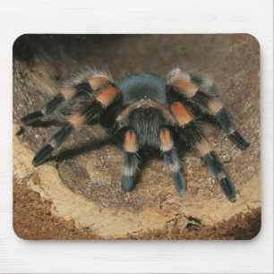 Muismat Mexicaanse rode knie Tarantula spin