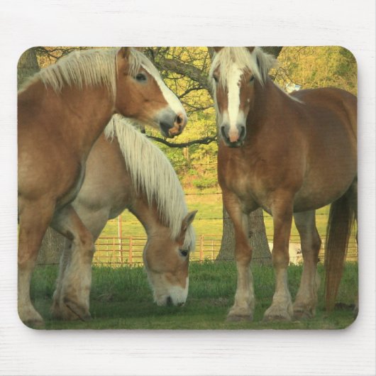 Muismat Palomino Draft Horses (Voorkant)