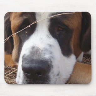 Muismat Saint Bernard Dog