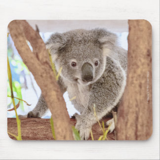 Muismat van Koala Australia | C's Dream Design