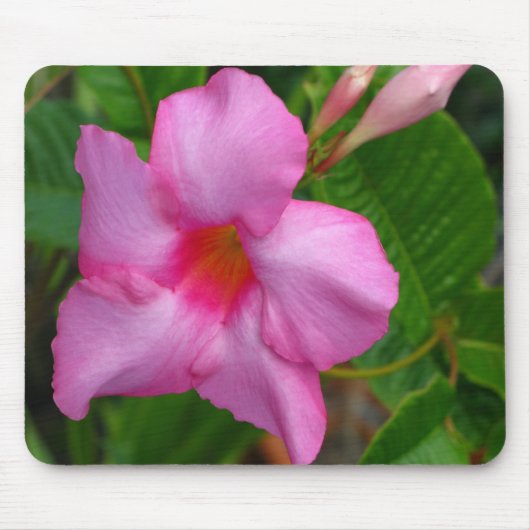 Muismat voor Roze Mandevilla "Alice du Pont" (Voorkant)